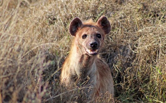 160420 hyena (4)