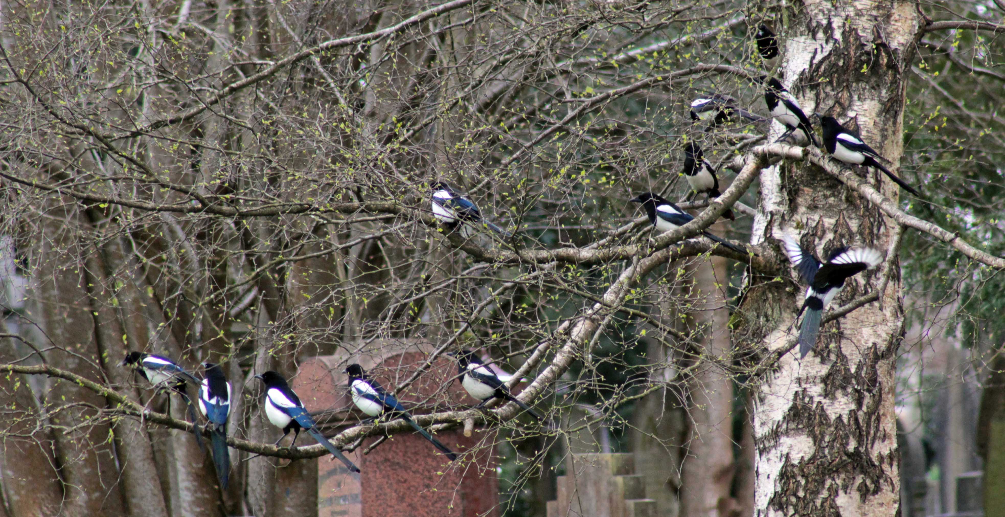 Magpies: sorrow or joy? | earthstar