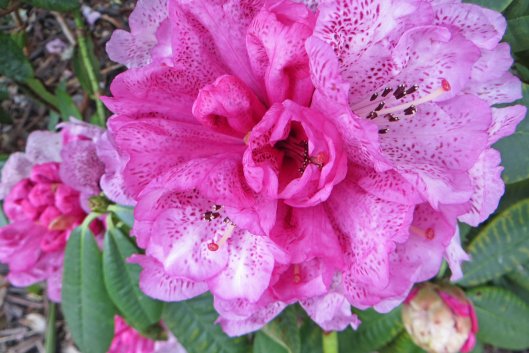 160508 rhododendron (3)