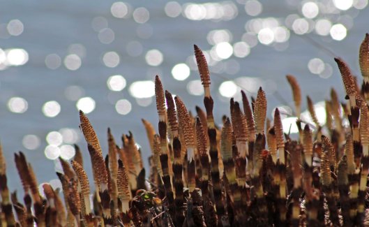 Horsetail Equisetum arvense (5)