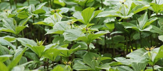 160505 Herb Paris