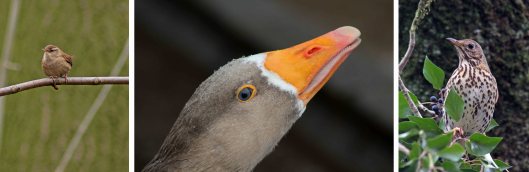 160505 wren greylag thrush