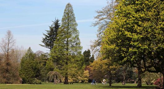 160509 dawn redwood (1)