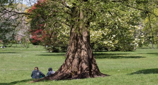 160509 dawn redwood (5)