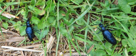 160512 Black oil beetle (3)