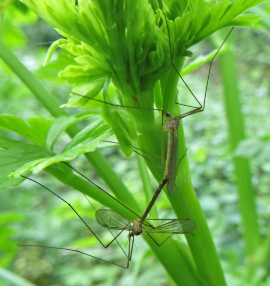 160516 crane flies