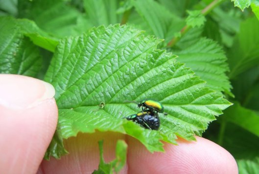 160516 Green Dock Beetle