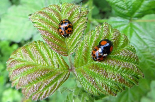 160516 Harlequin Ladybirds