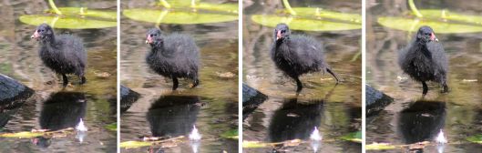 160521 moorhen chicks (1)