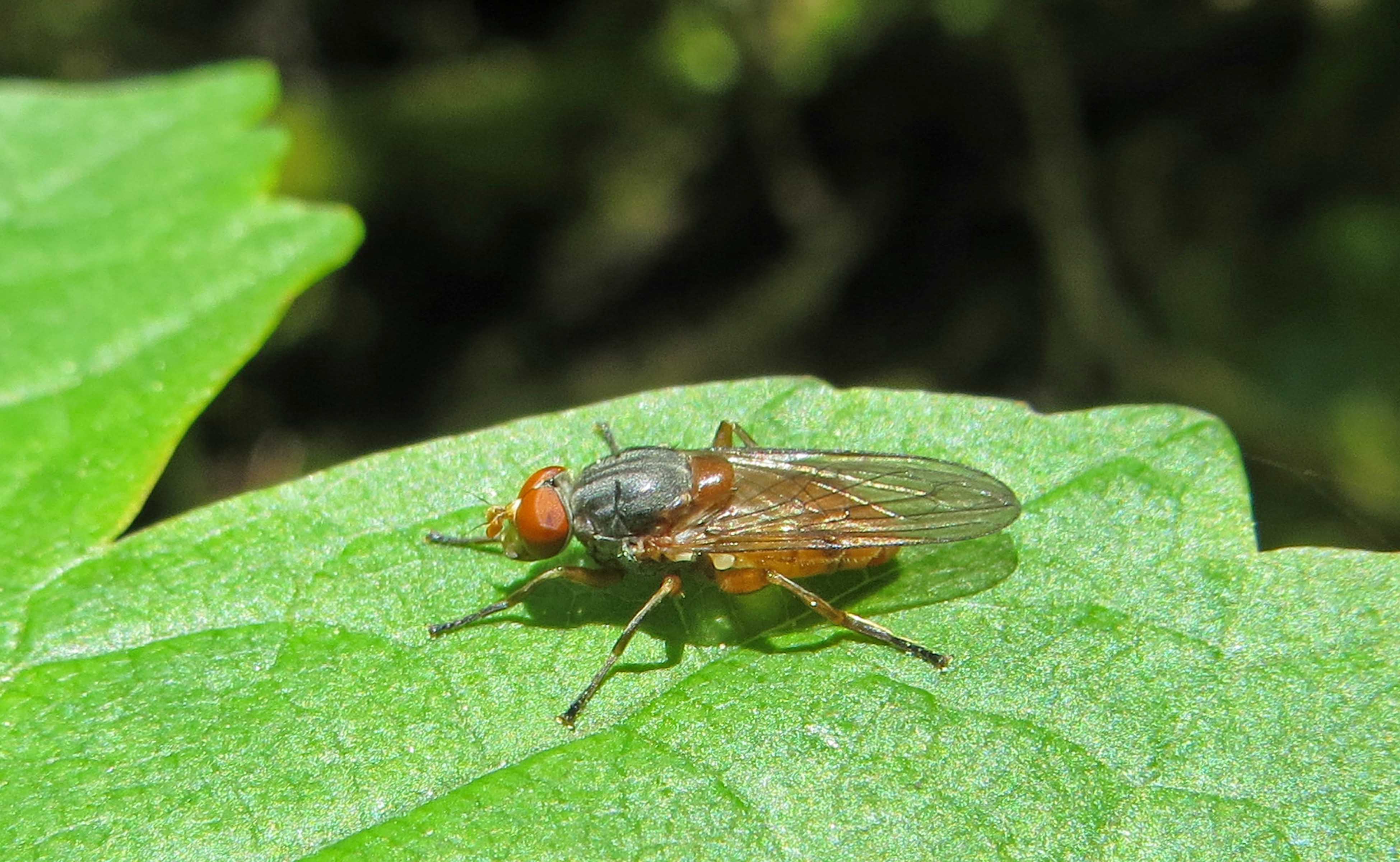 160524 Brachyopa sp forest farm