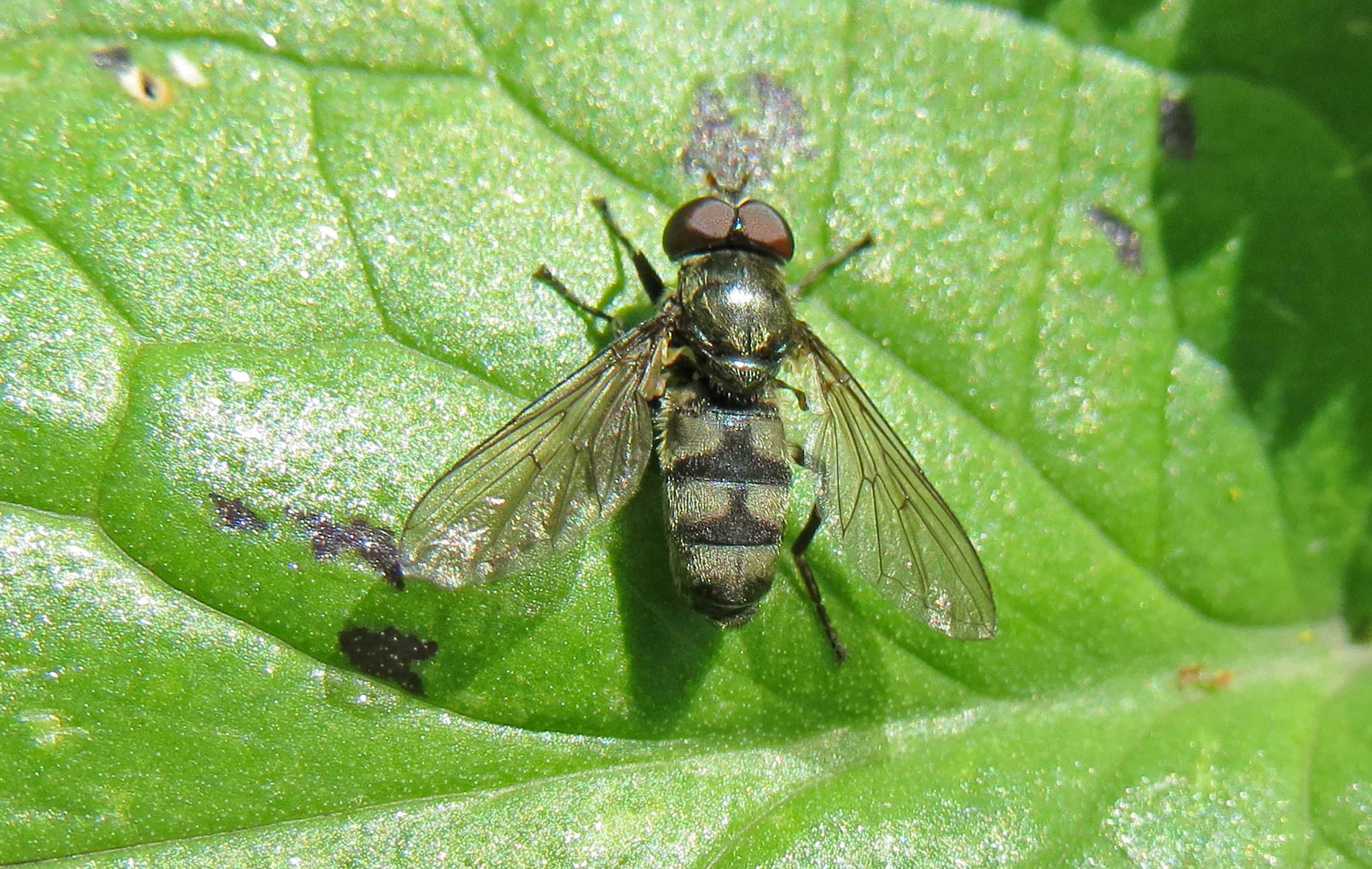 160524 Portevinia maculate Bute Park
