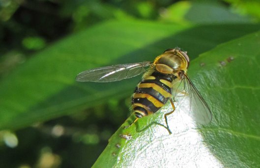 160524 Syrphus ribesii Cathays Cem