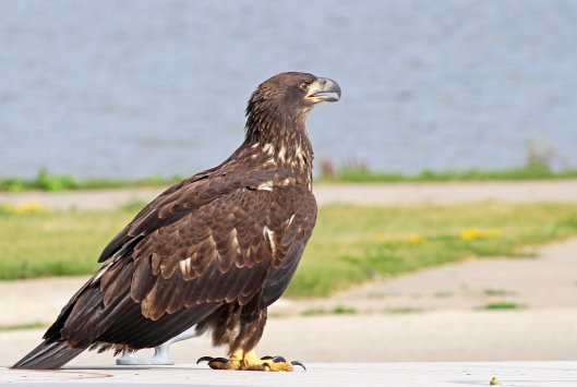 160525 bald eagle (5)