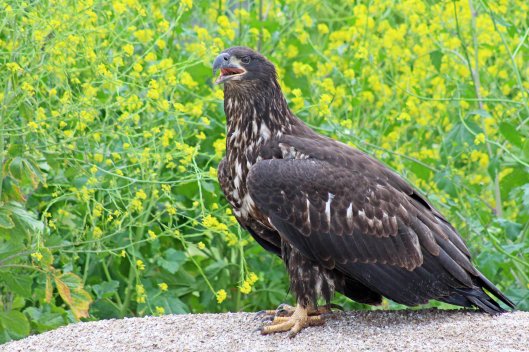 160525 bald eagle (6)