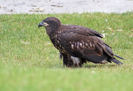 160525 bald eagle (7)