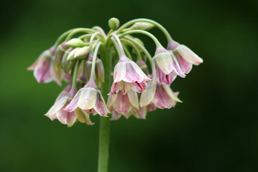 160527 Nectaroscordum siculum