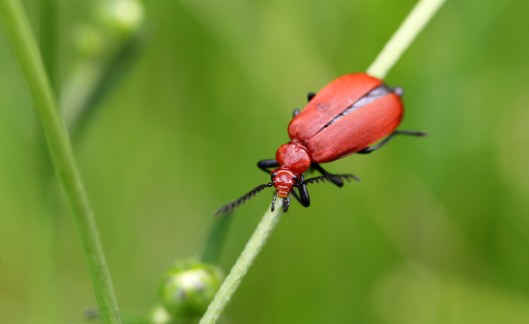 160529 Cardinal beetle (1)