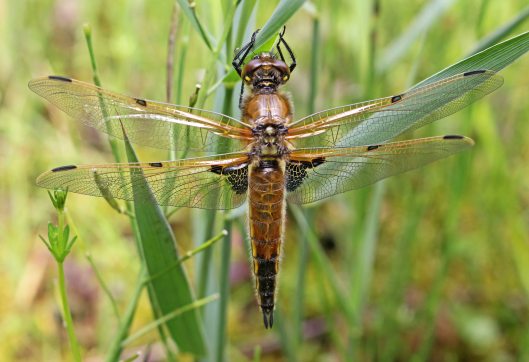 160531 Four-spotted Chaser dragonfly (1)