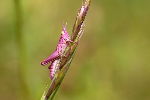 160602 Meadow grasshopper (1)