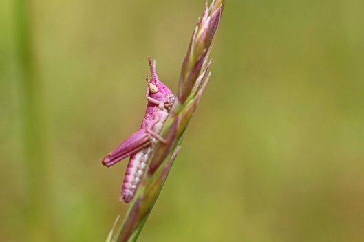 160602 Meadow grasshopper (2)