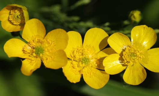 160603 yellow wildflowers (1)