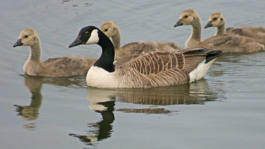 160604 Kenfig NNR (5)