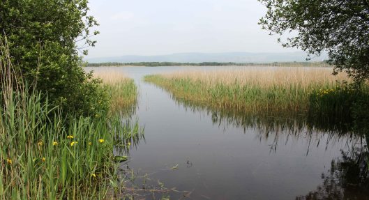 160604 Kenfig NNR (7)