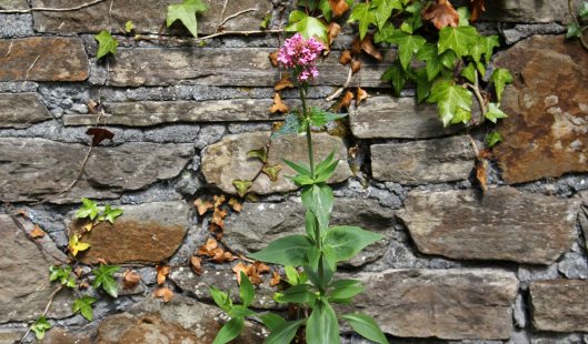 160608 colonising wall (1)