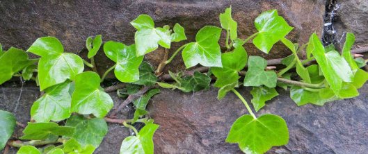 160608 colonising wall (2)