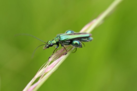 160621 swollen-thighed beetle (1)