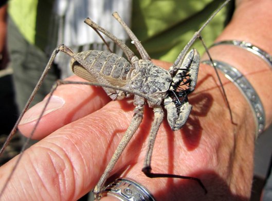 160622 spiderwoman (1)