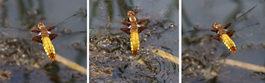 160626 Broad-bodied chaser female ovipositing