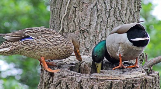 160627 mallards in tree (2)