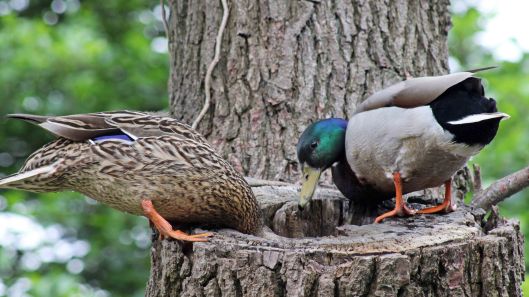 160627 mallards in tree (3)