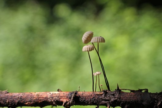 160628 Collared parachute fungus (1)