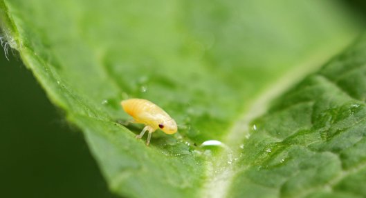 160630 Red-and-black Froghopper (4)