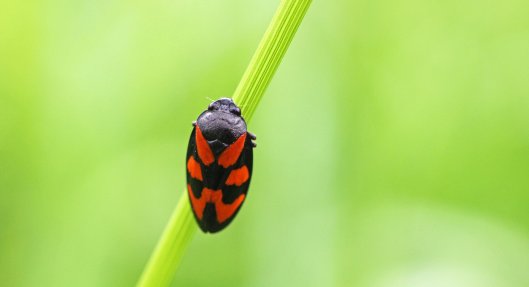 160630 Red-and-black Froghopper (5)