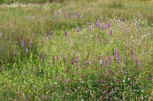 160702 NatMeadows Day Howardian