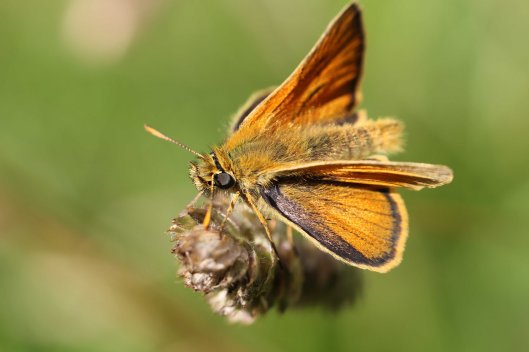 160705 Small skipper (2)