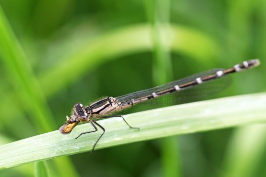 160707 death Common Blue female CathaysCem