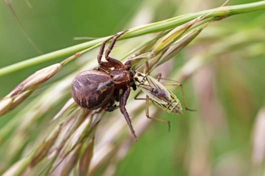 160707 death Xysticus sp &amp; Leptopterna sp nymph CathaysCem