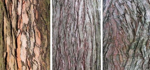 160712 Dawn redwood bark