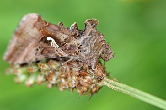 160718 silver y moth (2)