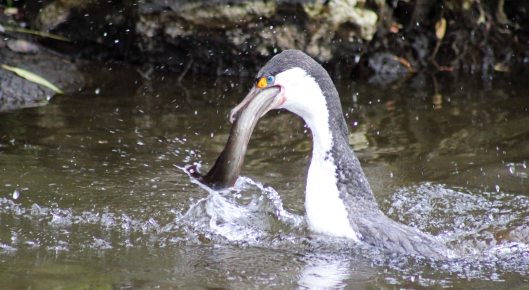 160719 eel cormorant (2)