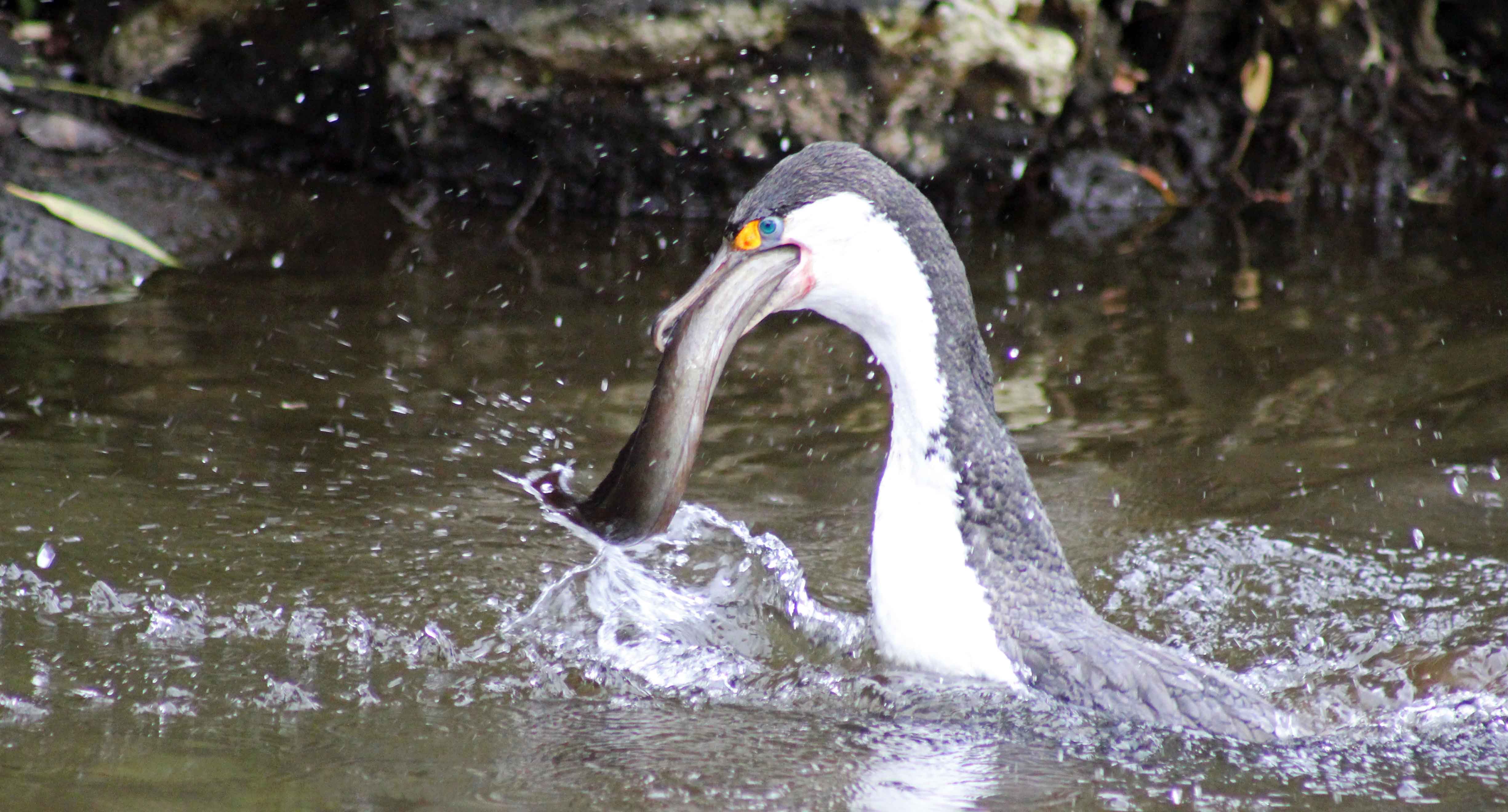 160719 eel cormorant (4)