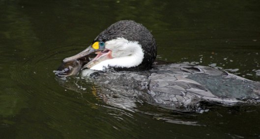 160719 eel cormorant (6)