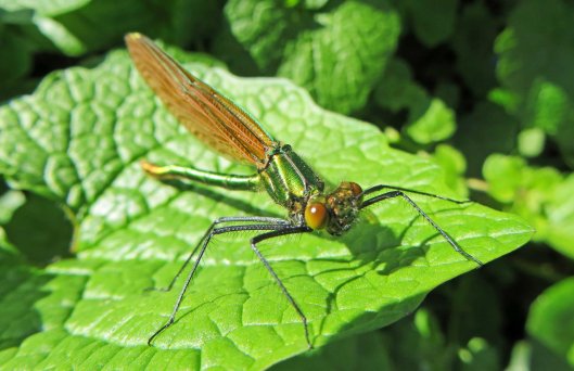 160723 damsel Beautiful Demoiselle female