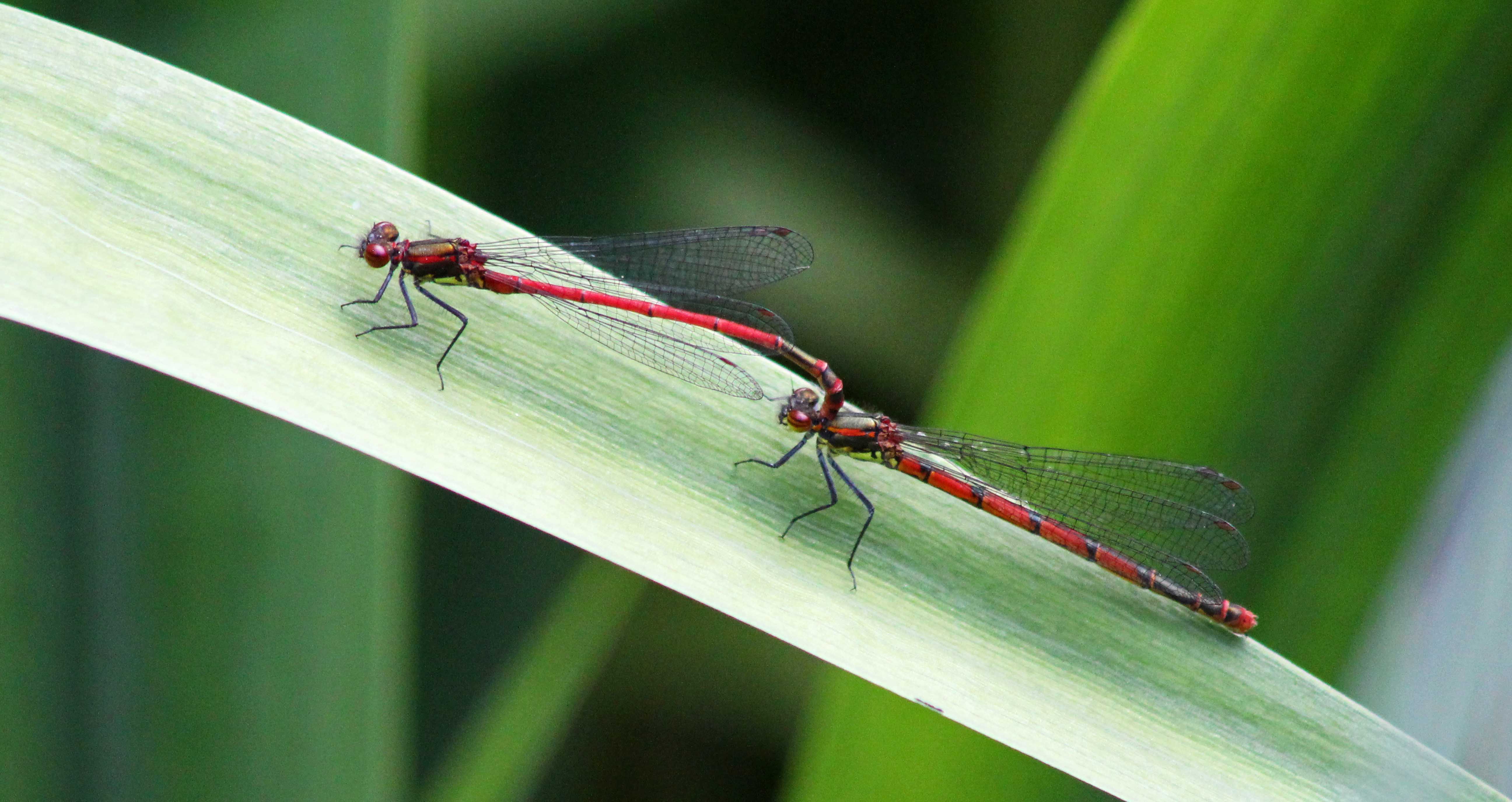 160724 Large red (2)