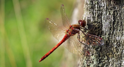 160725 (1) Common darter male