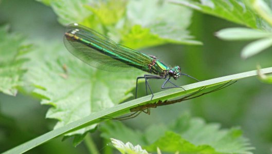160726 Banded demoiselle fem (3)